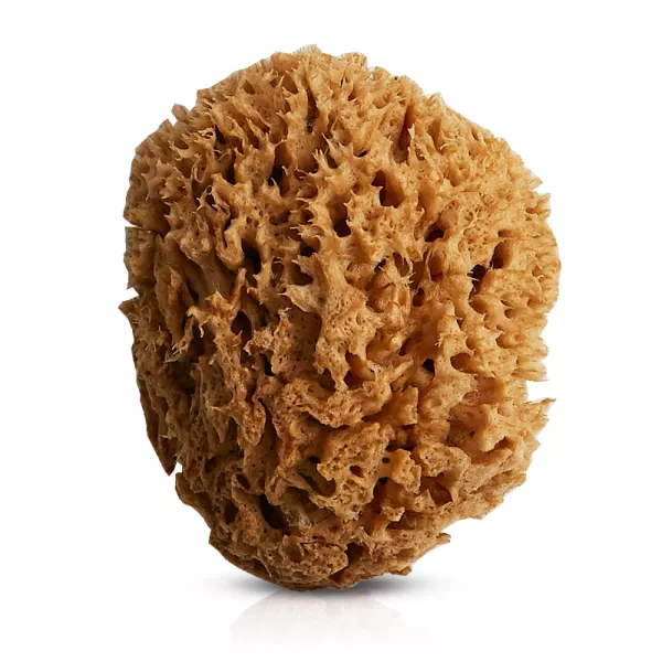 Naturalna gąbka morska Honeycomb: mała 12 - 13 cm