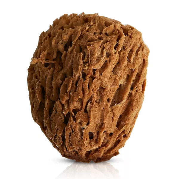 Naturalna gąbka morska Honeycomb: średnia 13 - 14 cm