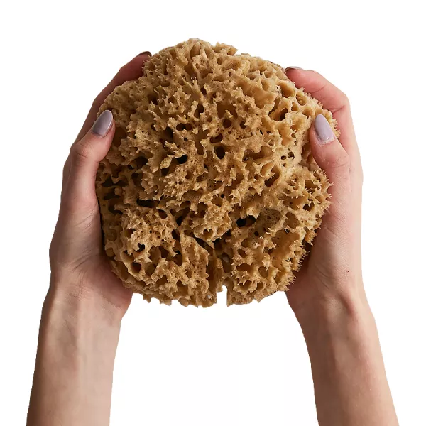 Naturalna gąbka morska Honeycomb: duża 15 - 16 cm