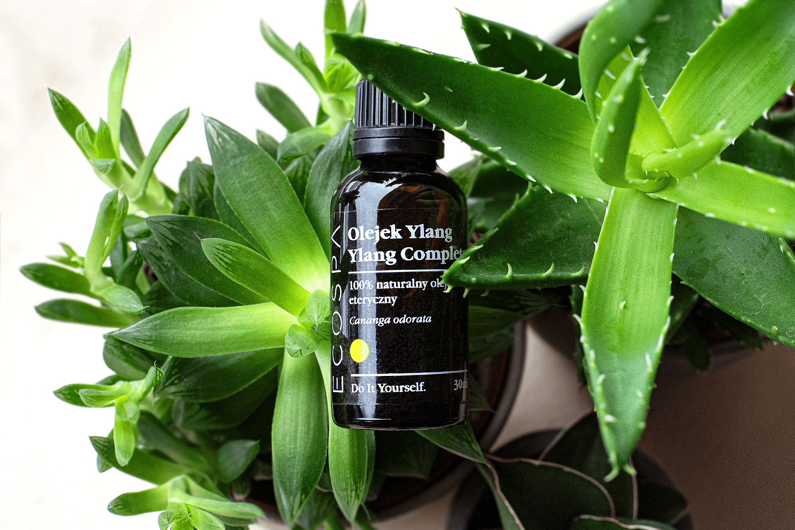 Olejek Ylang Ylang – właściwości i zastosowanie
