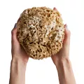 Naturalna gąbka morska Honeycomb: duża 15 - 16 cm