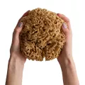 Naturalna gąbka morska Honeycomb: duża 15 - 16 cm